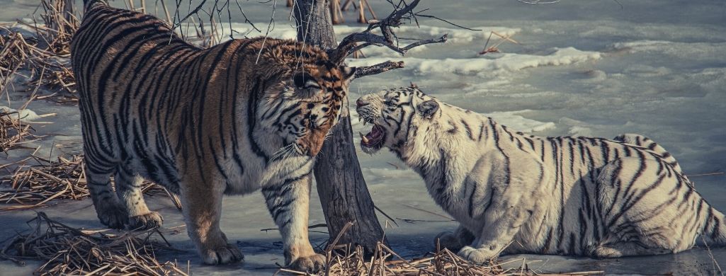 A white tiger and a yellow tiger