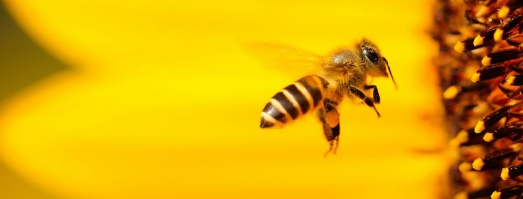 A bee is flying
