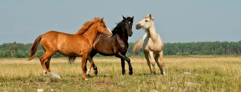 3 Horses in wild