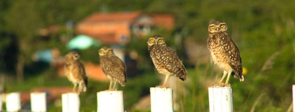 Owls on poles