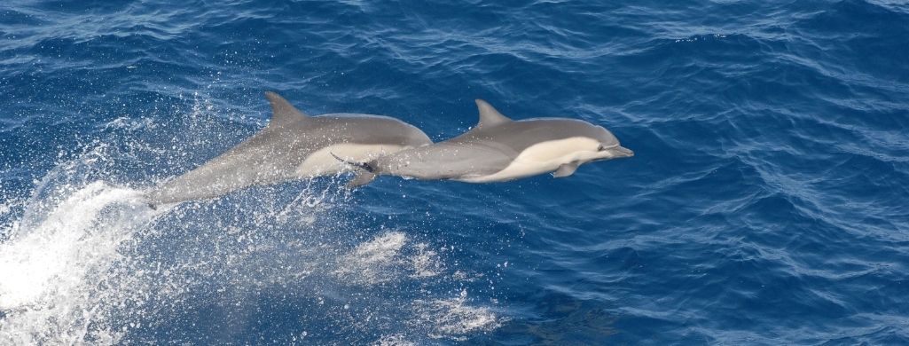 2 dolphins jumping out from water