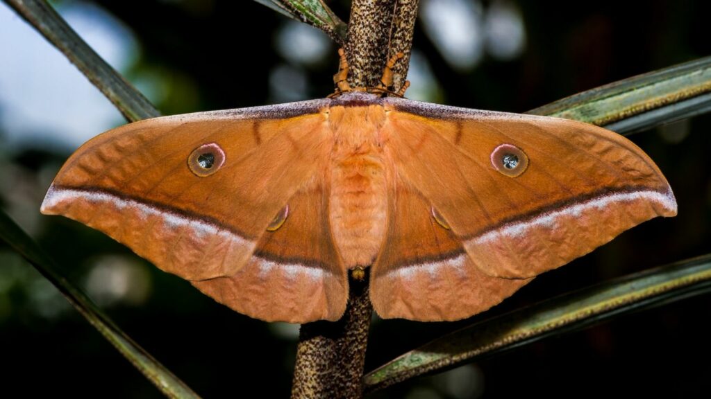 a yellow moth