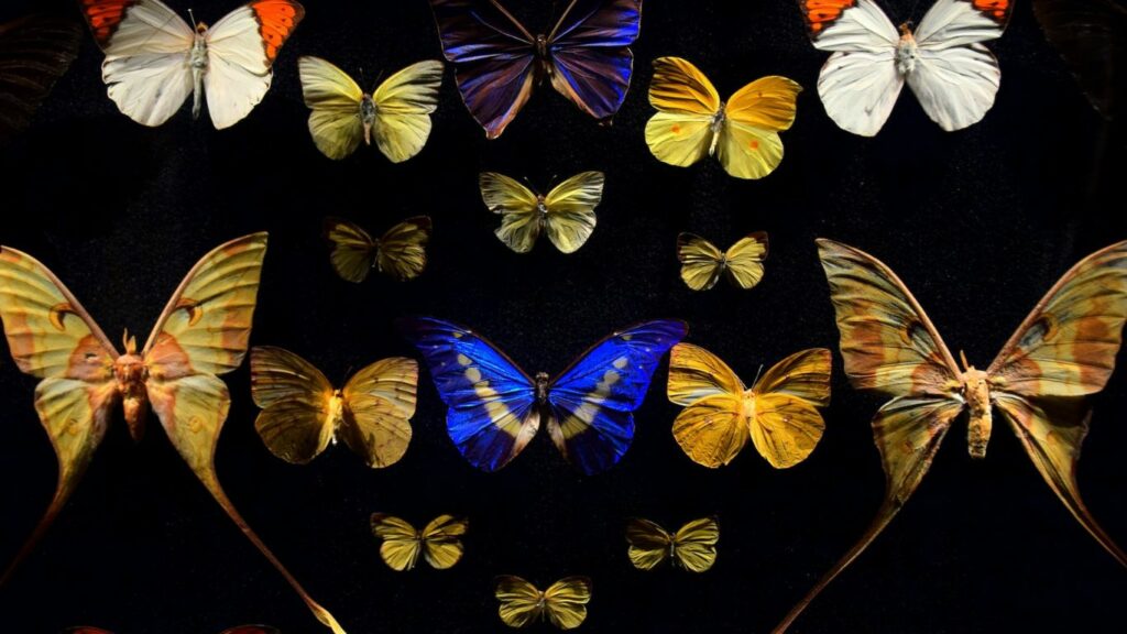moths