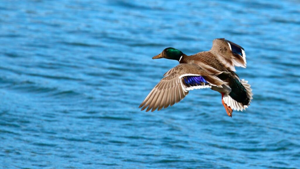 a flying Mallard duck