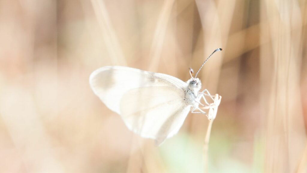 a vague moth in a picture