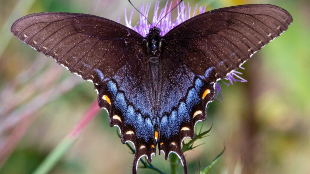 a beautiful moth