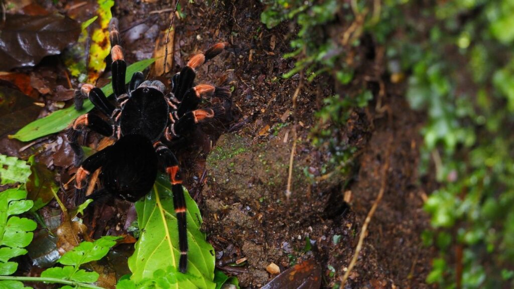 a tarantula
