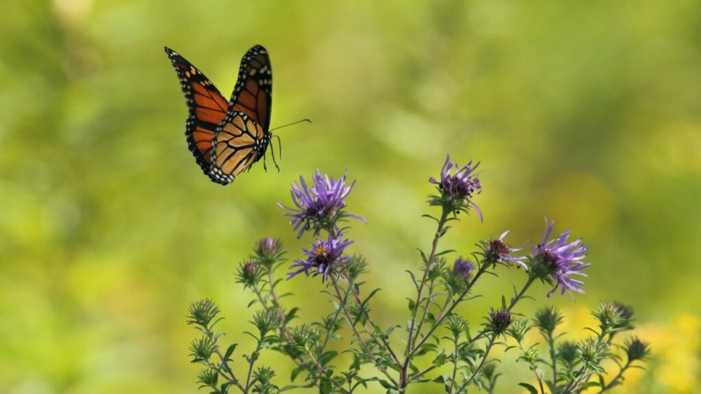 a butterfly