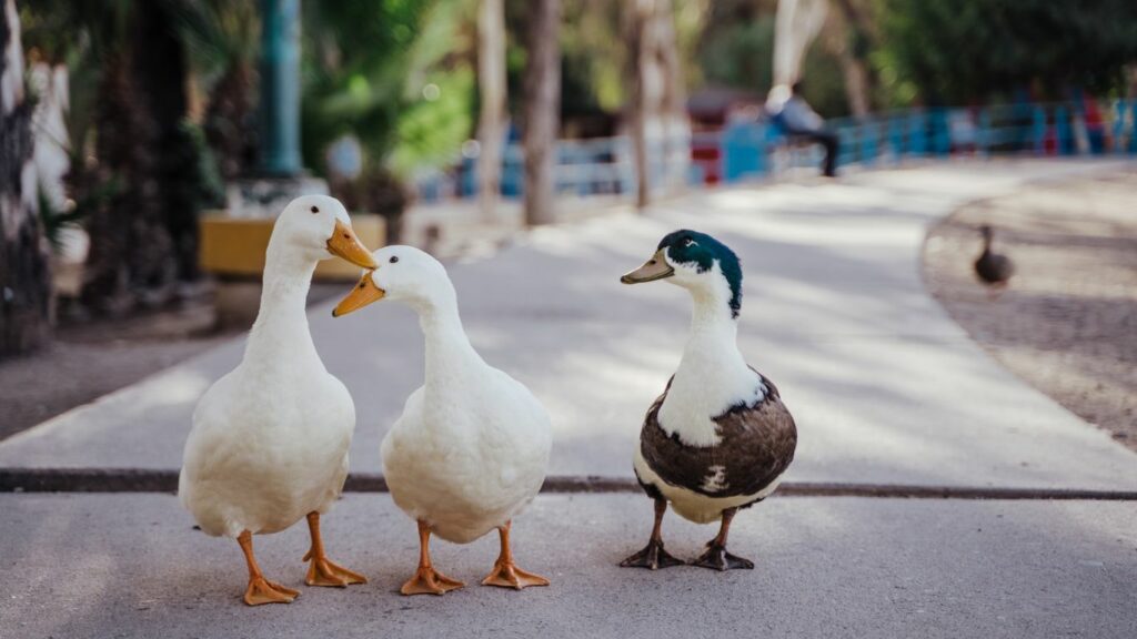 3 ducks