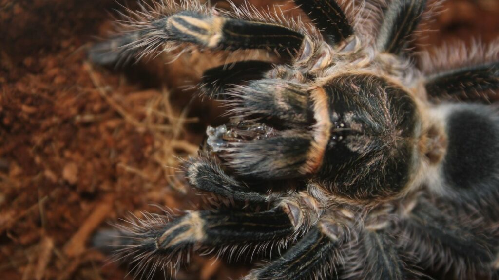 a black tarantula