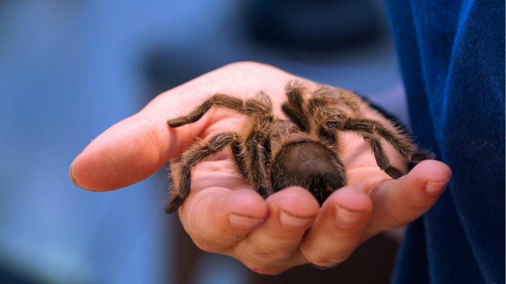 a tarantula on a hand
