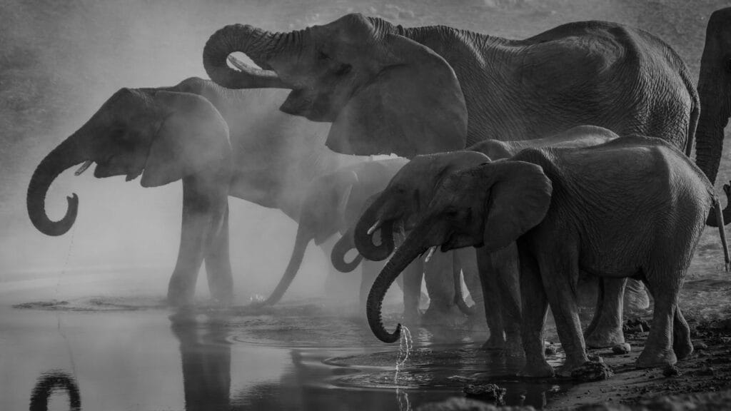 Elephants