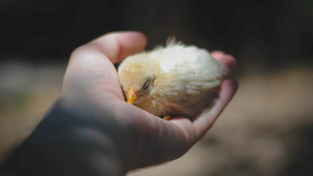 a hand holding a chick