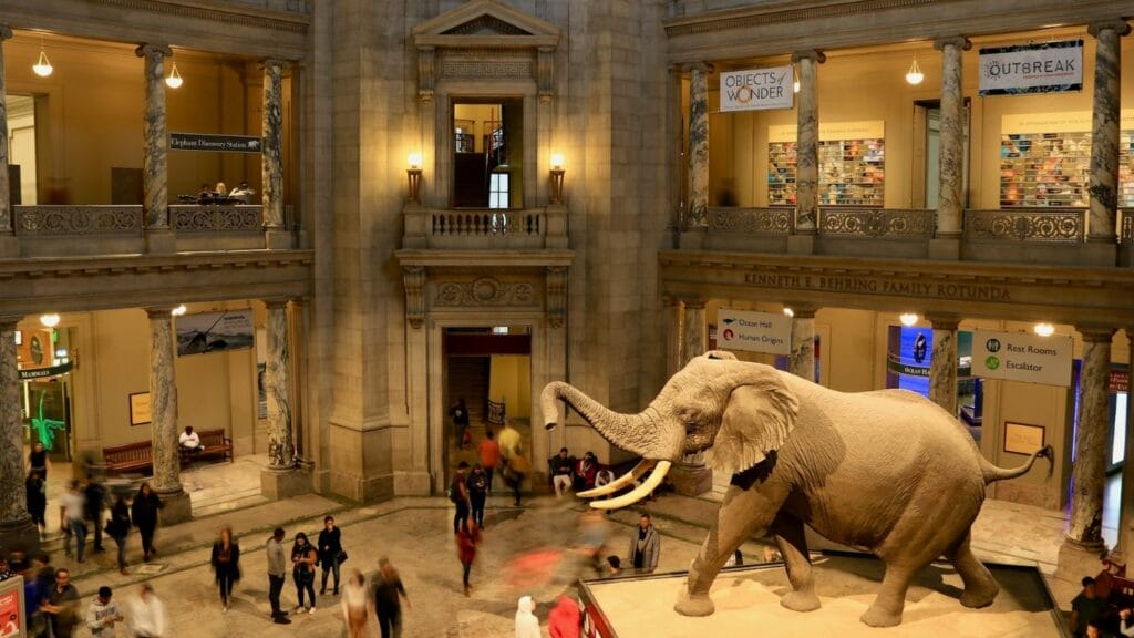 an elephant inside a building