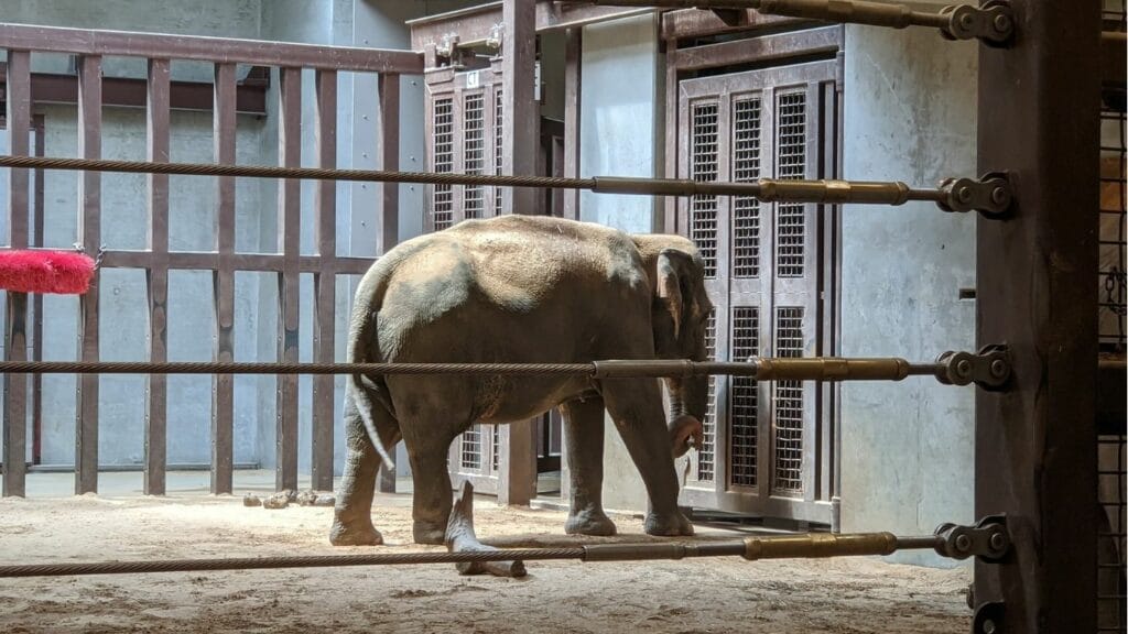 caged elephant