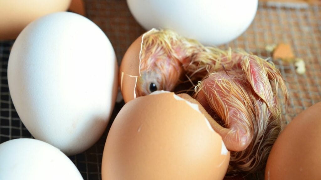 new born chick